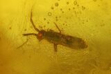 Detailed Fossil Bush Cricket (Tettigonioidea) In Baltic Amber #234469-3